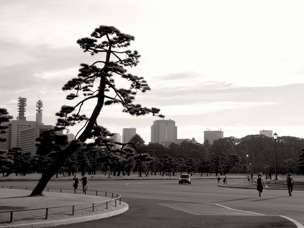 Tokyo Tree